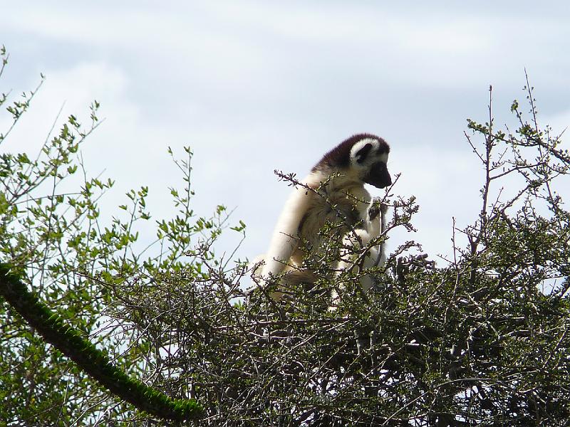 512 Sifaka Uncomfortable perch